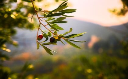 Olive(オリーブ)フレキシブルペイ、1枚4役の使い方とランク・年会費・特典まとめ